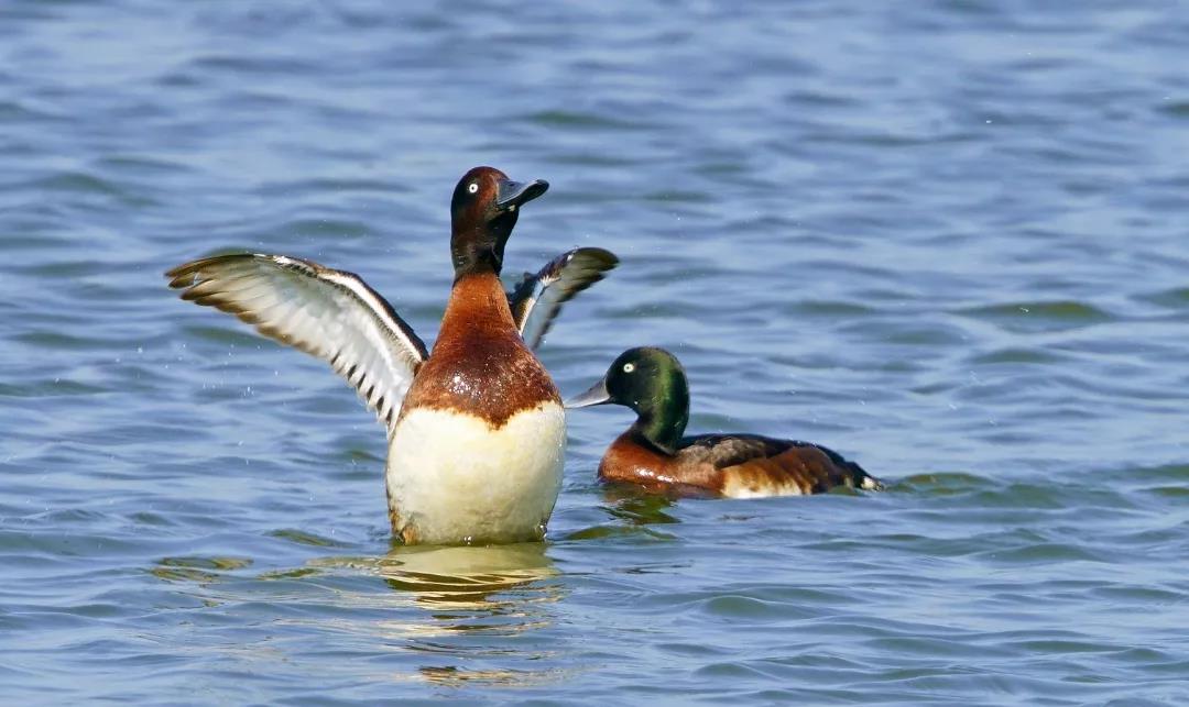 神奇生物大盤點！近兩年廣東出現的物種新記錄有這么多&hellip;