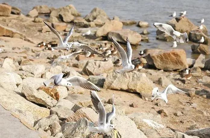 深圳迎來(lái)觀鳥(niǎo)賞魚(yú)最佳季節(jié)！