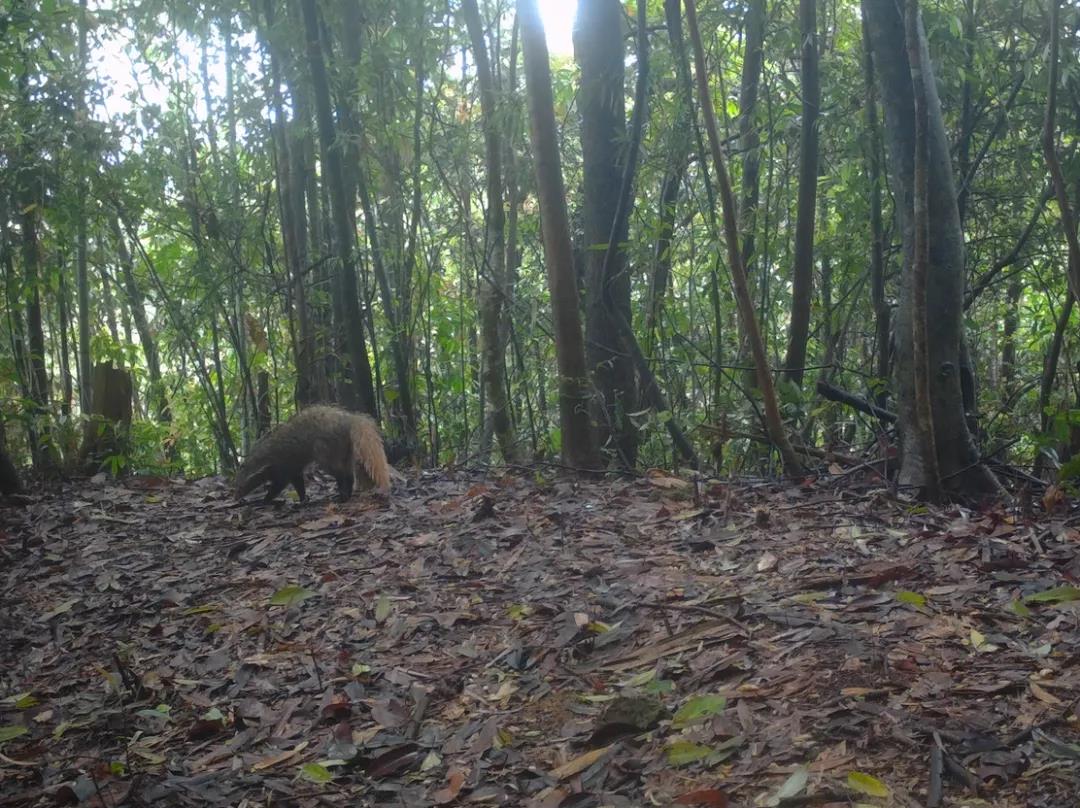 廣東樂昌楊東山十二度水保護區頻現&ldquo;珍稀瀕危野生動物&rdquo;