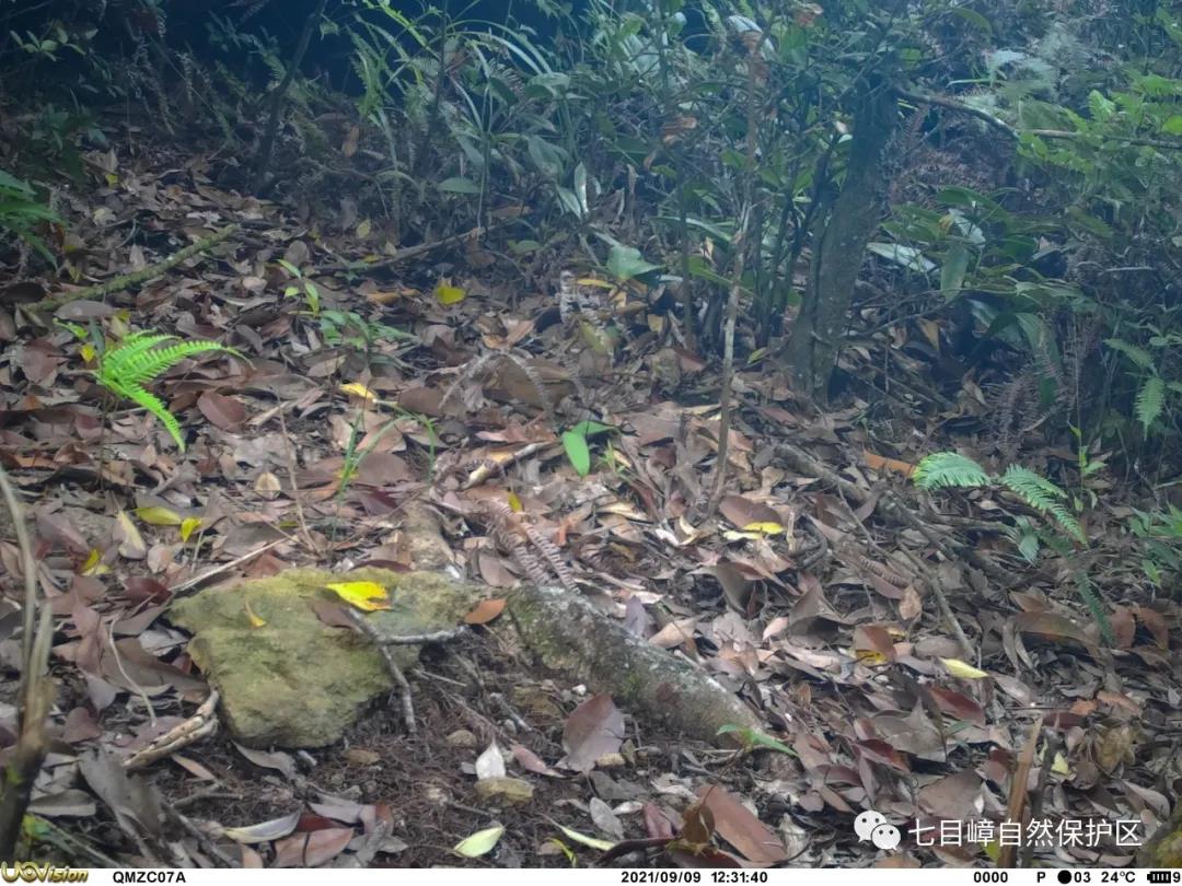 37459cde23b1e28bc59cc32d98eda1f0.jpg 008.jpg