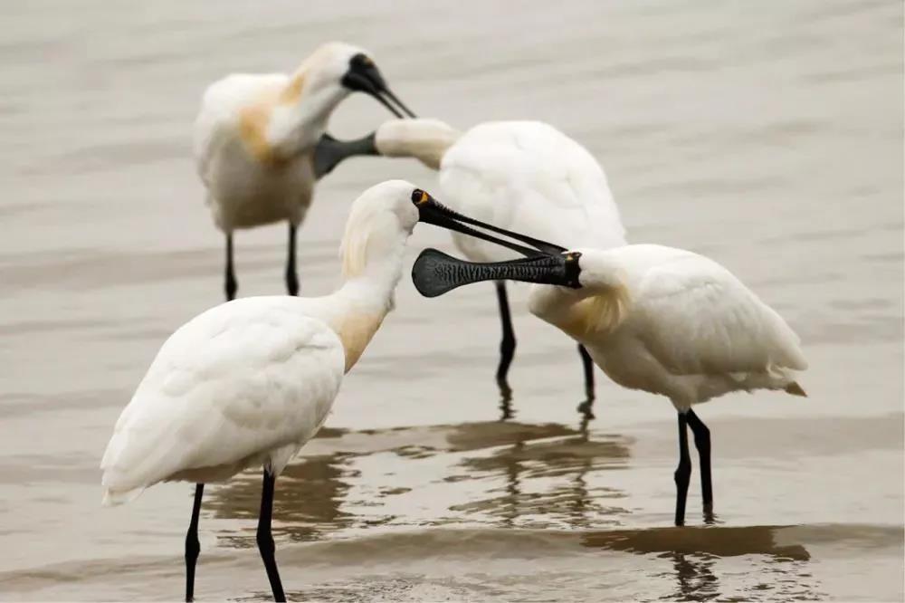 cca78911f273acd510a67d1ae53d3f80.jpg 004.jpg