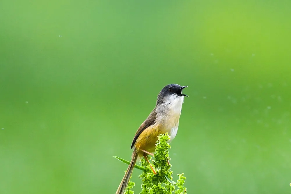 澳盾身邊的自然觀察&mdash;&mdash;求偶的黃腹山鷦鶯