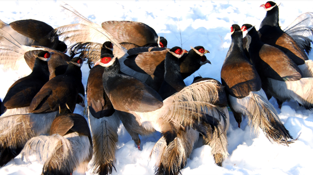 20bf81ffea3fe5bc90bb67dca8774254.png 005.png