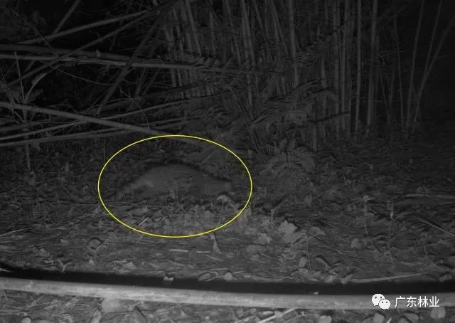 231fd0ed839ba819434b890e49c846ed.jpg 001.jpg