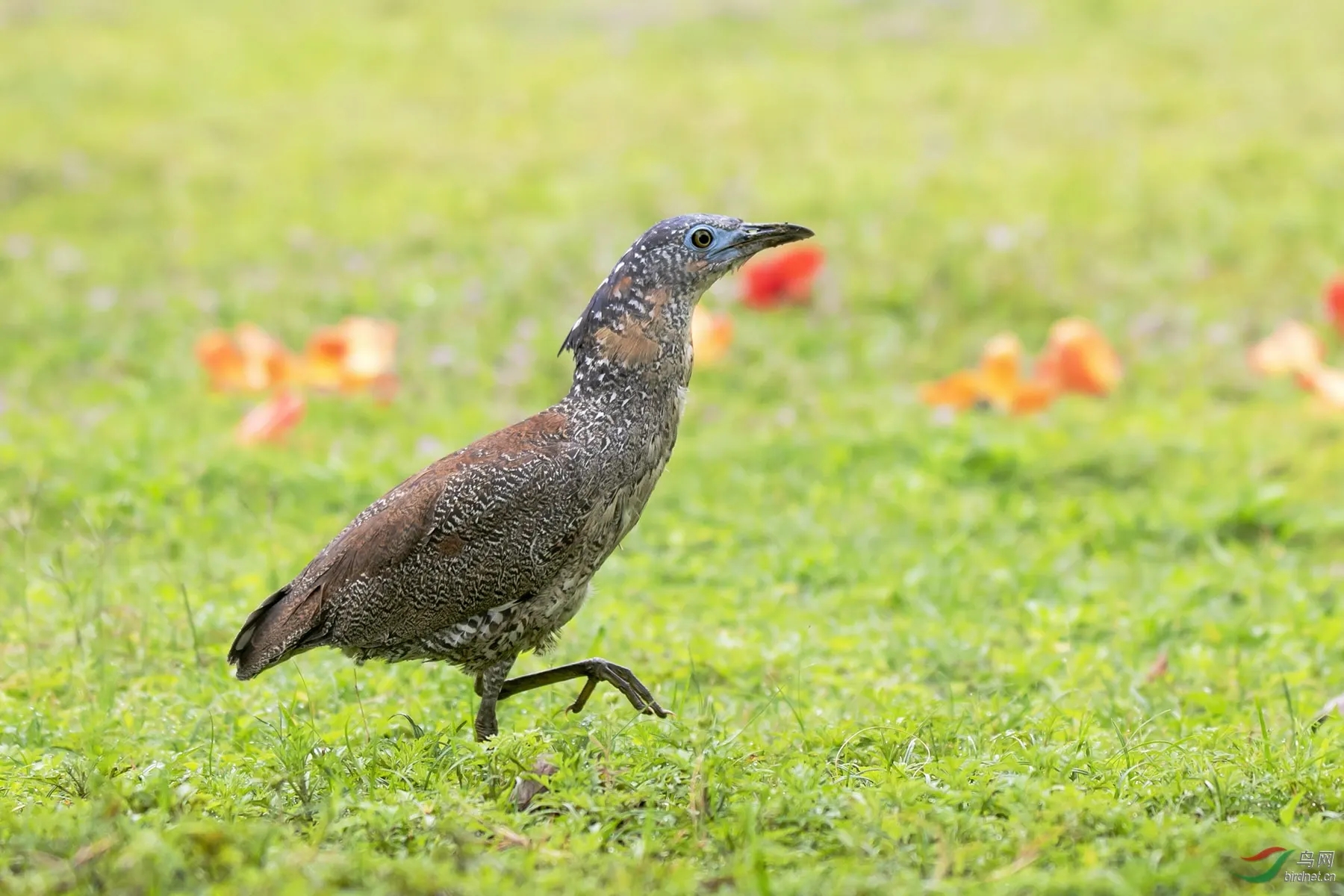 來頭不小！肇慶首次發現黑冠鳽！