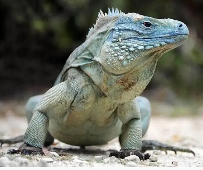 10余年后再現(xiàn)身！云浮發(fā)現(xiàn)國家二級保護(hù)動物長鬣蜥