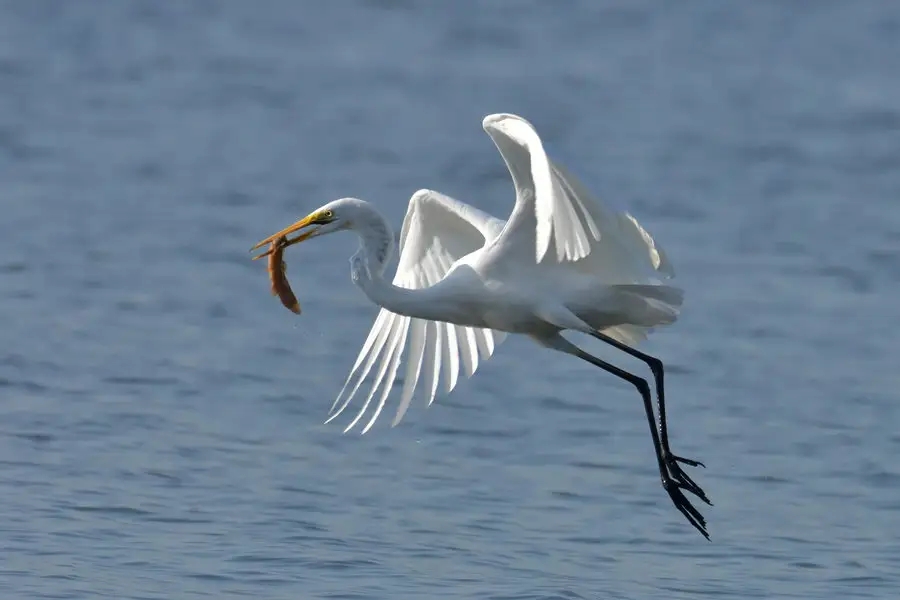 惠州鹽洲島：紅樹林里，萬千鷺鳥歸巢